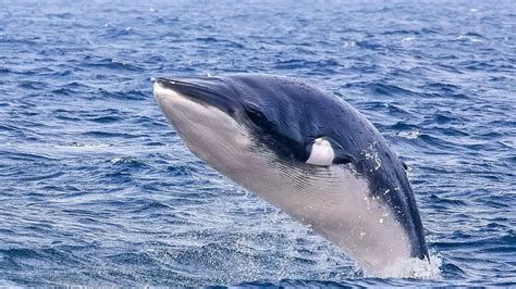 are galapagos minke whales dangerous